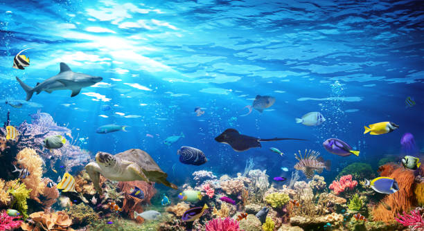 escena submarina con los arrecifes de coral y peces exóticos - pez fotos fotografías e imágenes de stock