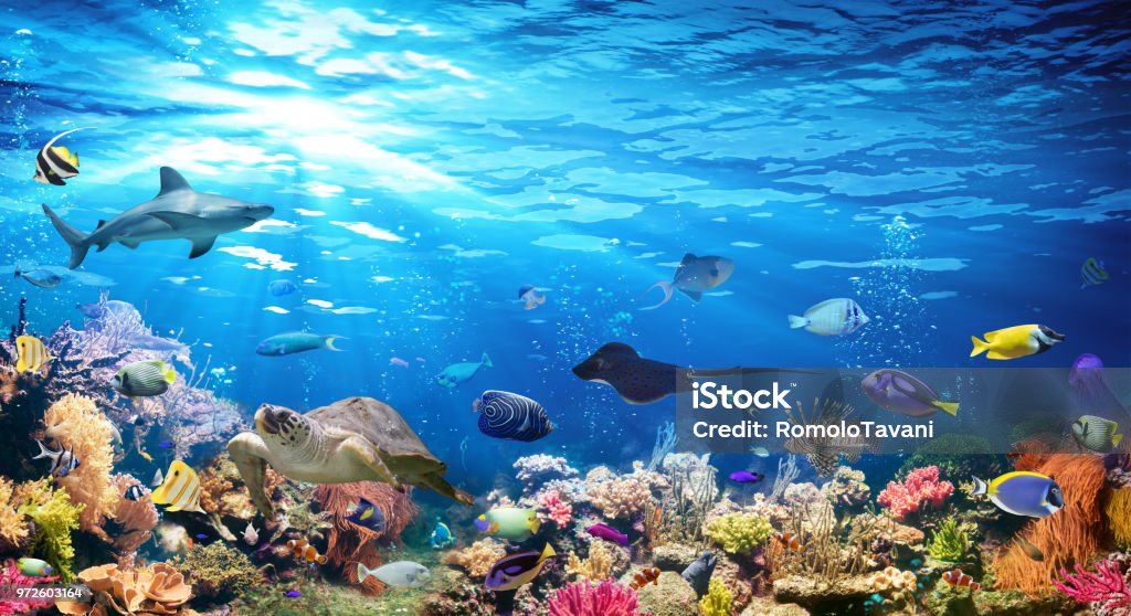 Underwater Scene With Coral Reef And Exotic Fishes Exotic Fishes In Scenic Seascape Reef Stock Photo