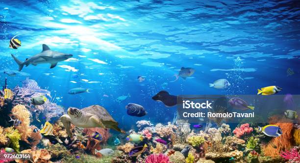 Underwater Scene With Coral Reef And Exotic Fishes Stock Photo - Download Image Now - Reef, Sea Life, Aquarium
