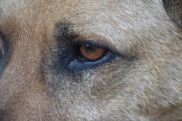 istock Brown Eyed Canine 972603172