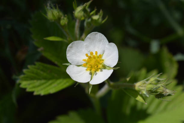 istock Wild strawberry flower 972605768