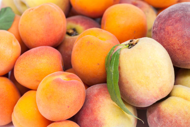 hautnah auf gemischten haufen reife leckere pfirsiche und aprikosen - nectarine peaches peach abstract stock-fotos und bilder