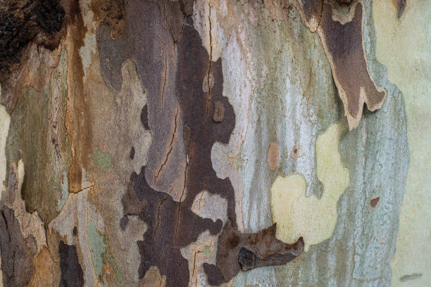 istock Mini map, world of bark 972612848