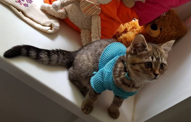 istock Scottish straight kitten in clothes 972613698