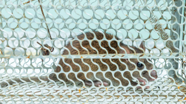 istock A house rat caught in a rat live trap. 972620390