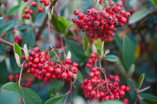 Bright red mass of berries on a firethorn, Pyracantha coccinea, garden shrub in autumn,