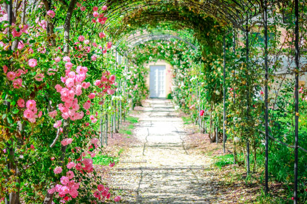 istock Garden path with roses on arches. 972620832