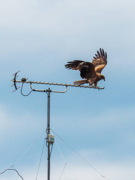 istock Bird of Prey - Black Kite 972620972