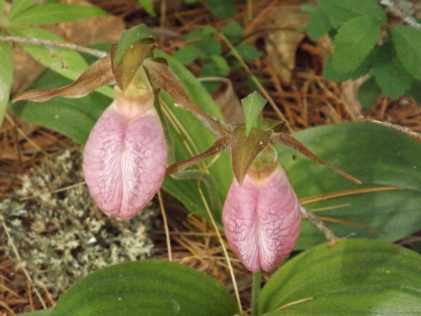 istock Pink Lady Slipper Flowers 972626860