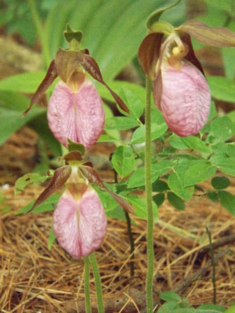 istock Pink Lady Slipper Flowers 972627020