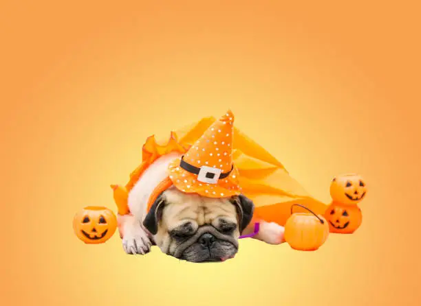 Photo of Cute pug dog with costume of happy halloween day sleep on sofa with plastic pumpkin Jack O'Lantern