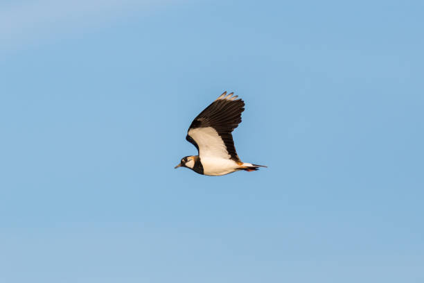 istock side view flying lapwing bird (vanellus vanellus), blue sky, spread wings 972649762