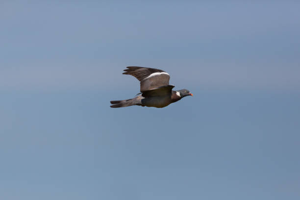 istock one flying wood pigeon culver (columba palumbus), spread wings 972649838