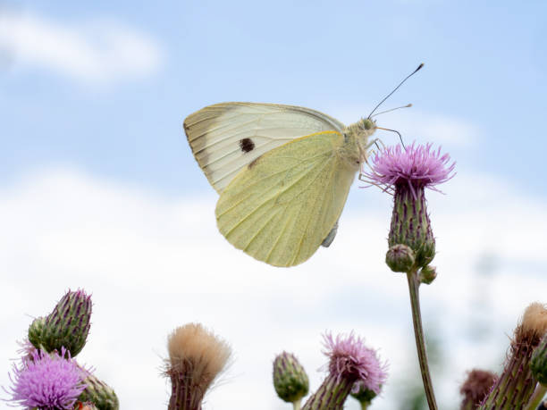 Pieris brassicae, the large white, also called cabbage butterfly, cabbage white, cabbage moth