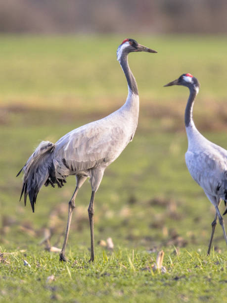 istock Cranes in green grass field 972654984