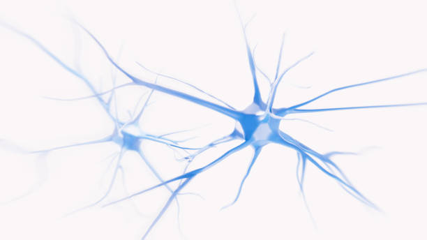 cellules de neurones sem - brain cells photos et images de collection