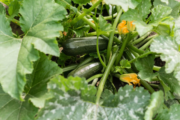 istock The ripened vegetable marrows, zucchini and bush pumpkins are prepared as ingredients for preparation of healthy food 972655832