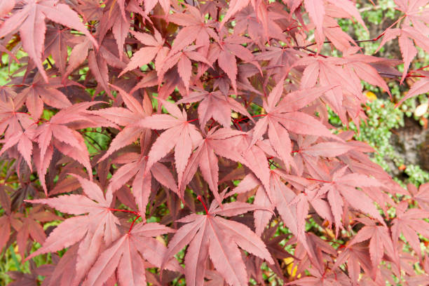 istock Acer palmatum or Japanese maple foliage in fall 972656060