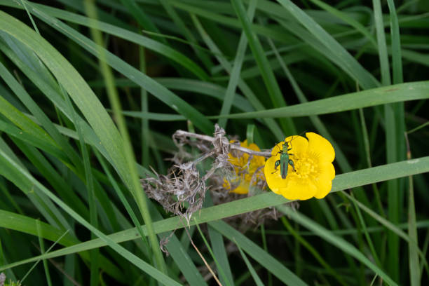 istock Small Green Insect on buttercup 972659956