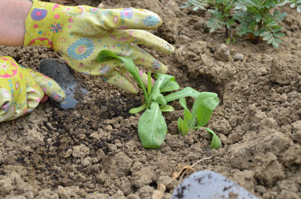istock Planting in a garden soil - top view 972664322