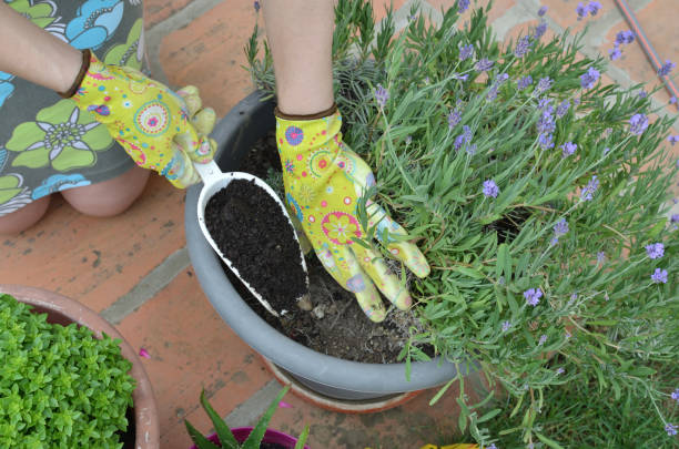 fertilizar una lavanda - lavanda planta fotografías e imágenes de stock