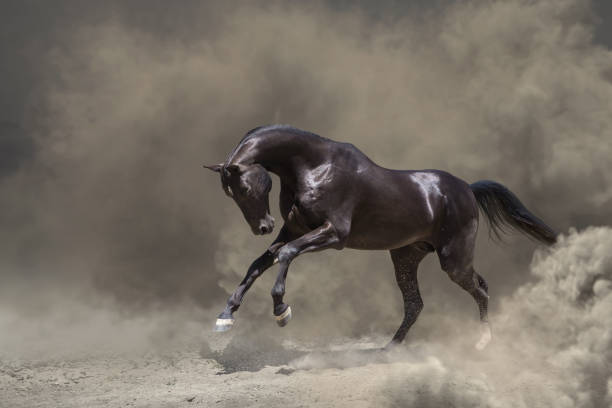 istock Black horse runs in the dust 972664430