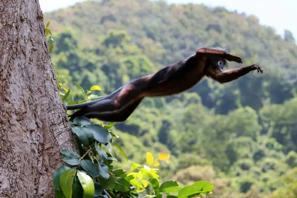 Wild animals,Leaf monkey or Dusky langur jumping on the treetops wildlife in Thailand
