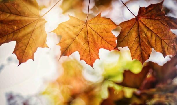 3 레드 메이플 리프 - leaf autumn maple maple leaf 뉴스 사진 이미지