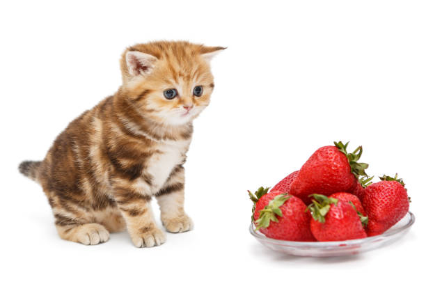 small kitten and a bowl with strawberries - 6646 imagens e fotografias de stock