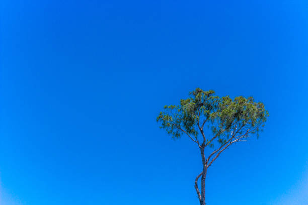 istock A tropical tree on a bright blue sky background, the possibility of using for a wallpaper on your desktop. 972684266