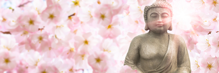 buddha sculpture in sunshine under the flowering cherry blossoms
