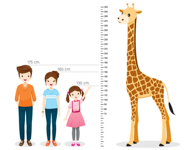 기린으로 높이 측정 하는 남자, 여자, 여자 - tall human height women measuring stock illustrations