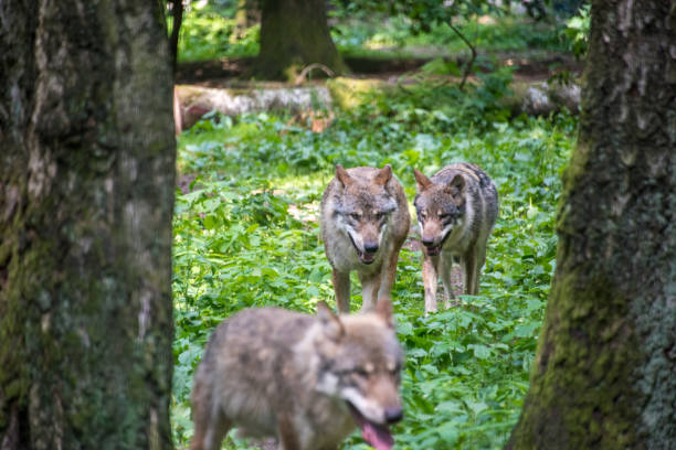 istock European wolf, Europaeischer Wolf, Canis lupus, wolf 972701526