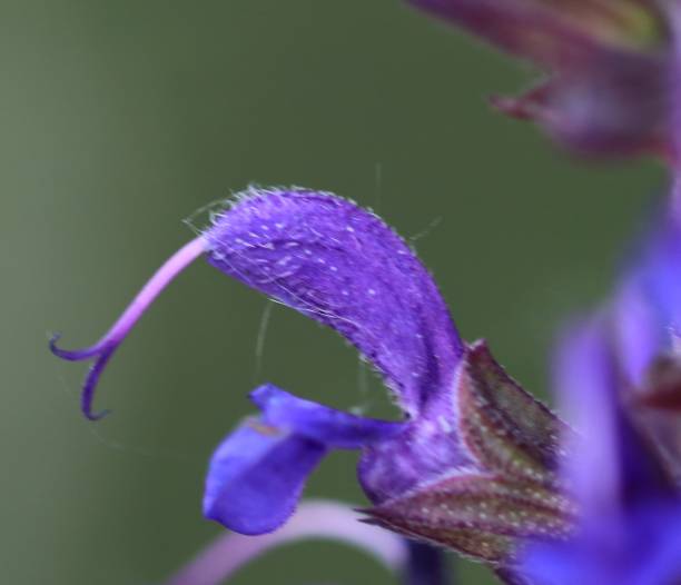 istock lavendar blossom petal detail 972701662