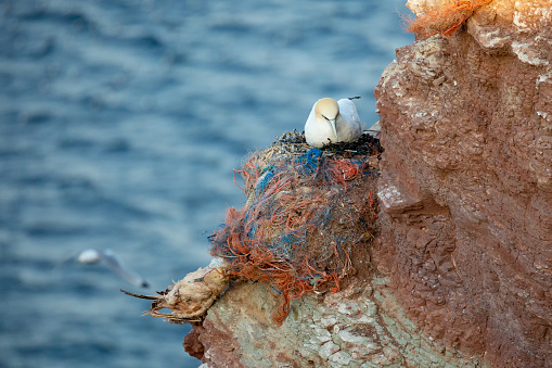 Northern gannet, Deadly Trap!  Fishing nets, plastic bags etc are killing marine life & other animals that depend on healthy oceans, including us.hern gannets on the island of Helgoland