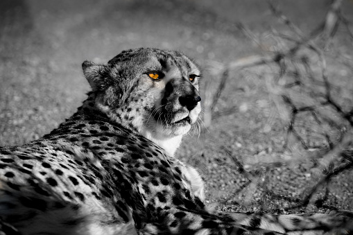 Relaxing cheetah in black and white with color-splash bright golden eyes.