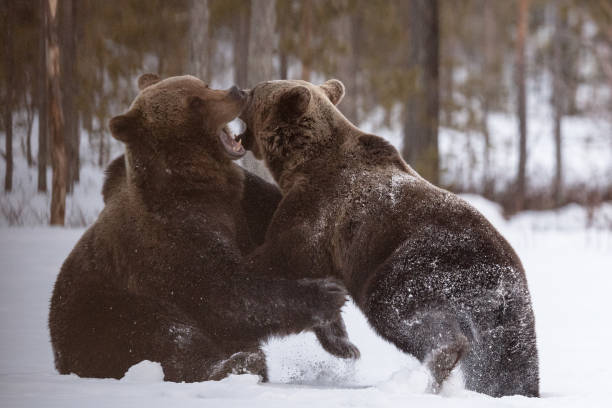 istock Two Brown Bears fighting in the cold and snowy Finnish springtime 972718282