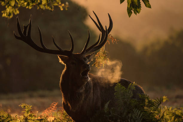 istock Male Red Deer roaring in the sunrise light while emerging from the forest 972718296