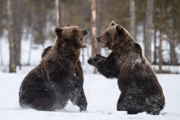 istock Two Brown Bears having a tough discussion during a cold and snowy springtime day in Finland 972718530