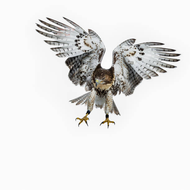istock Buzzerd in full flight preparing for landing isolated on white background and looking focussed down and wings totally spread 972728946