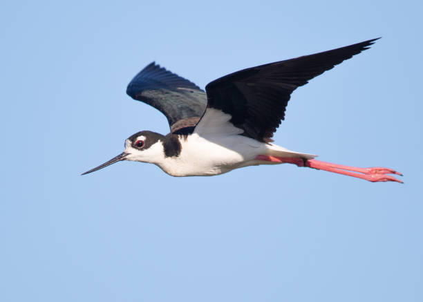 istock Black-necked stilt flying, seen in a North California marsh 972729454