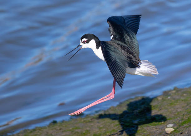 istock Black-necked stilt landing, seen in a North California marsh 972729564