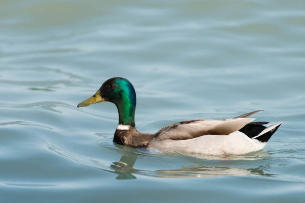 istock beautiful duck at Balaton 972746070