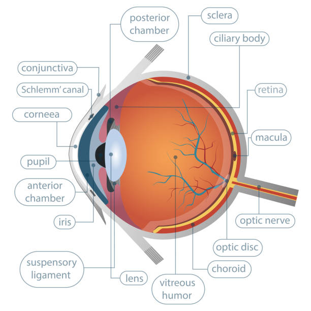 ilustrações, clipart, desenhos animados e ícones de projeto de vetor de anatomia humana do olho - cornea