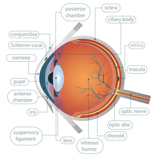 Vector illustration of Human eye anatomy vector design