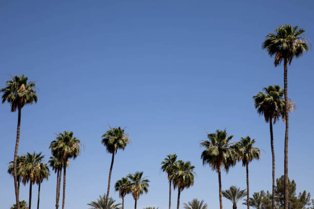 istock Top of palm trees with blue sky copy space 972749782