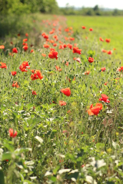 istock poppies. the blossoming red flowers in the field. Background flora 972749998