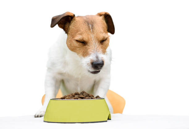 istock Happy dog eating dry food from bowl behind table 972752308