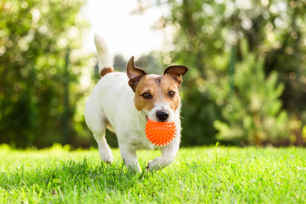 Happy Jack Russell Terrier pet dog playing with toy at back yard lawn Jack Russell Terrier fetches toy ball dog retrieving running playing stock pictures, royalty-free photos & images