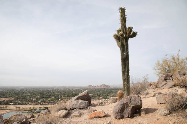 istock Saguaro cactus against overcast sky in Phoenix, Arizona 972755208
